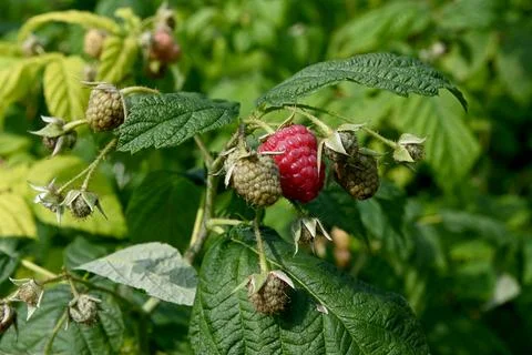 Rasberries 库存照片