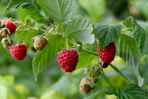 Rasberries 库存照片