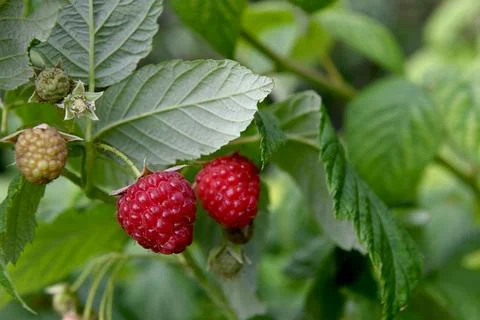 Rasberries Photos