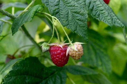 Rasberries 库存照片