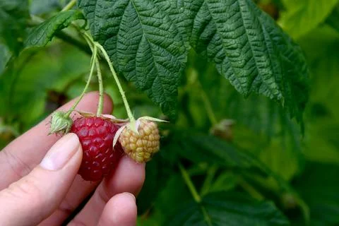 Rasberries 库存照片