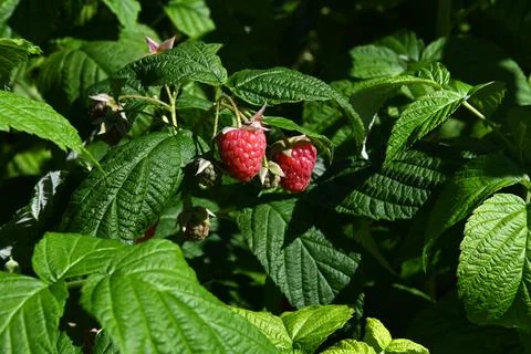 Rasberries 库存照片