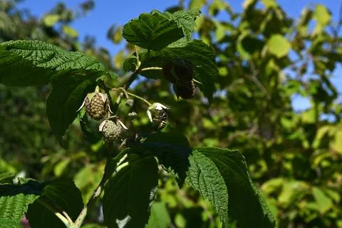 'Rasberries Foto stock