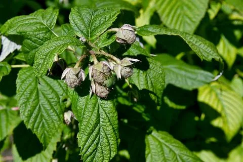 Rasberries Foto stock
