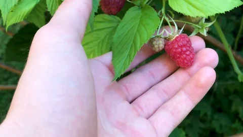 Rasberry Picking Stock Footage 100561831