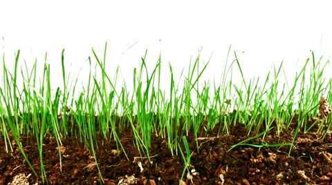 Rasen mov 動画素材 36727816