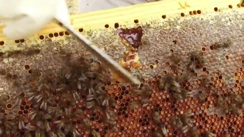 Raspando miel de un pañal de abejas Stock Footage
