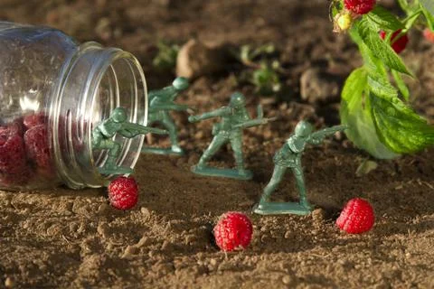Raspberrie picking Stockfoto's
