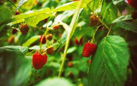 Raspberries and Leafs Stock-Fotos