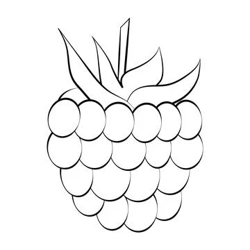 Raspberries are a thin line. Vector on a white background Stock Illustration