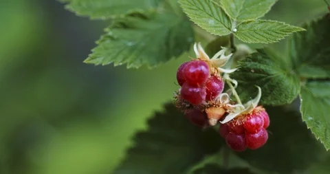 Raspberries a background of green leaves 스톡 동영상 112801469