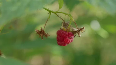 Raspberries On A Background Of Leaves Stock Footage 137415676