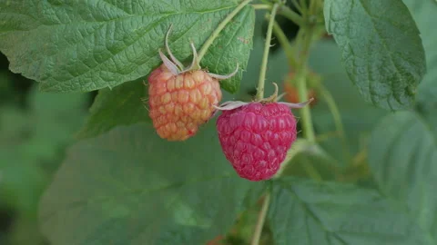 Raspberries On A Background Of Leaves Stock-Footage 137415684