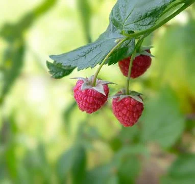 Raspberries background Stock Photos