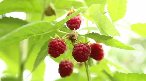 Raspberries on a branch Video stock 24881750