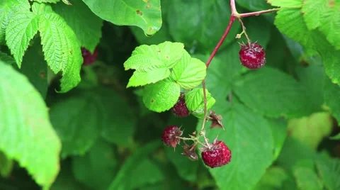 Raspberries on a branch Stock Footage 53104711