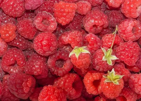 Raspberries in bulk Stock Photos