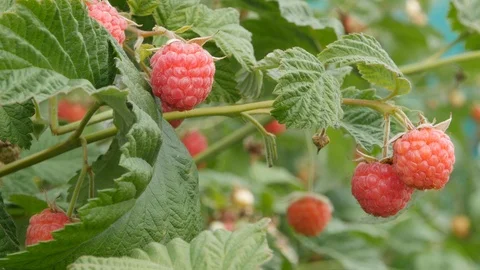 Raspberries on the Bush. Closeup Stock Footage 113399439