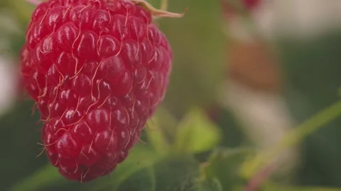 Raspberries on the bush Stock Footage 253553441