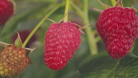 Raspberries on the bush Stock Footage 255998614