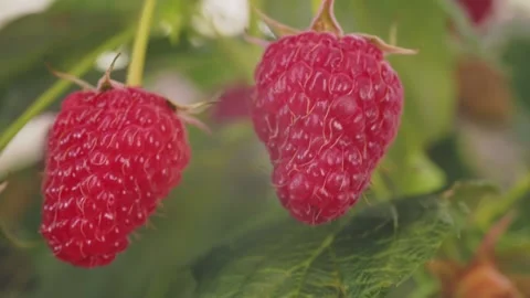 Raspberries on the bush Stock Footage 256671453