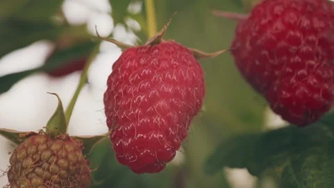 Raspberries on the bush Video stock 265465930