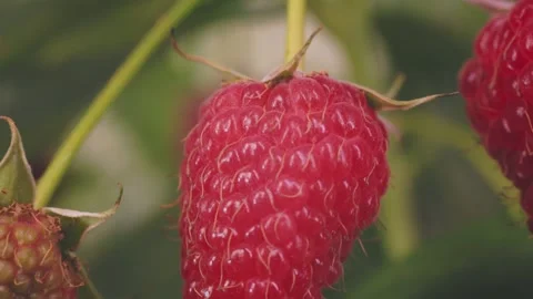 Raspberries on the bush Stock Footage 274594134