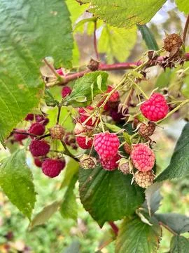 Raspberries on the bush Stock Photos