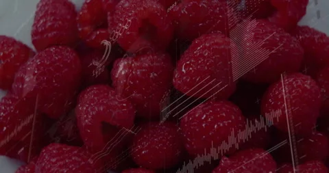 Raspberries displaying translucent digital analytics overlay, showing line Stock Footage 309096447