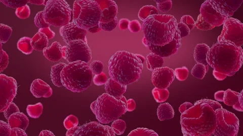 Raspberries Falling on Deep Fuchsia Background. Stock Footage 170919444