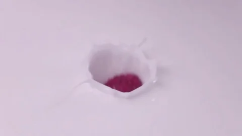 Raspberries falling into milk in slow motion. Raspberry falls into Yogurt in Stock Footage 79050675