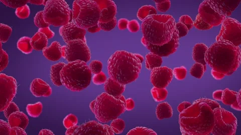 Raspberries Falling on Purple Background. Stock Footage 170919614