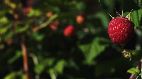 Raspberries with focus change Stock Footage 52517153