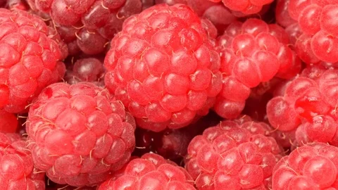 Raspberries Focusing In with Camera Stock Footage 122937352
