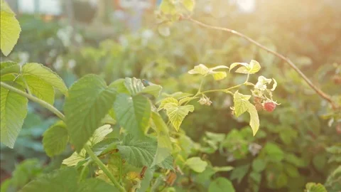 Raspberries Stock Footage 95274264
