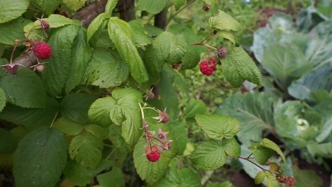 Raspberries Stock Footage 112227804