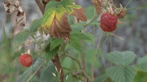 Raspberries in the forest Video stock 98450543