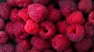 Raspberries. Fresh And Juicy Raspberry Background Stock Footage