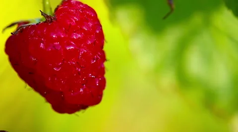 Raspberries in the garden Stock Footage 56227282