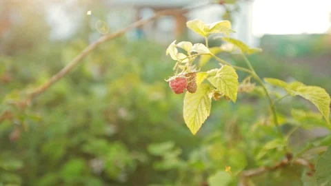 Raspberries in the garden Stock Footage 95274078