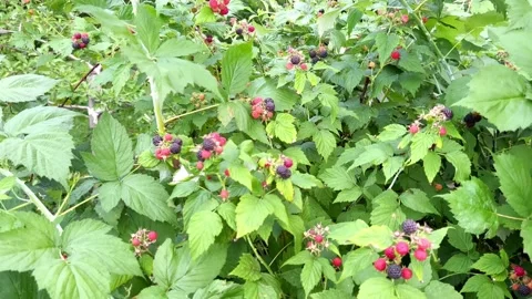 Raspberries in the garden Stock Footage 201893083