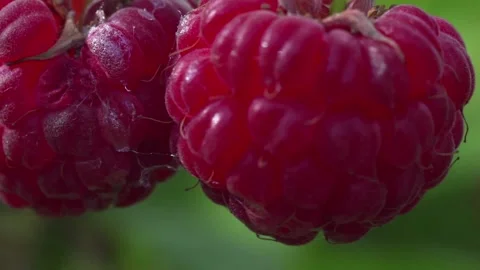 Raspberries in the garden in summer	 Stock Footage 227293757