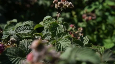 Raspberries growing on a bush in the garden Video stock 157231753