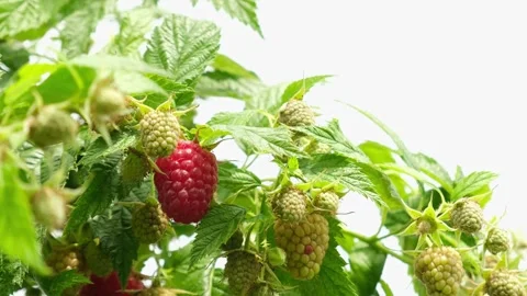 Raspberries growing on a raspberry plant. Stock Footage 243141500