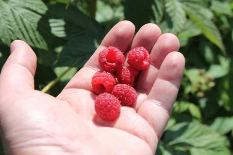 Raspberries in hand Foto stock