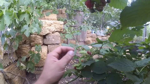 Raspberries with her hands 스톡 동영상 94340853