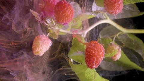 Raspberries immersed in liquid with pigment diffusing around fruit Stock-Footage 339857654