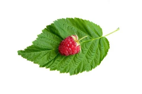 Raspberries with leaf Foto stock
