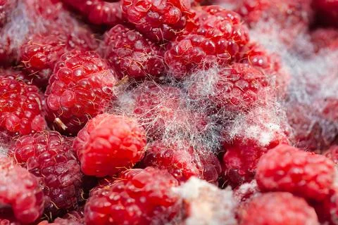 Raspberries with mold Stock Photos