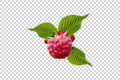 Raspberries, Nature, Leaf Illustrazione stock